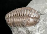 Flexicalymene Trilobite from Ohio - D #5908-1